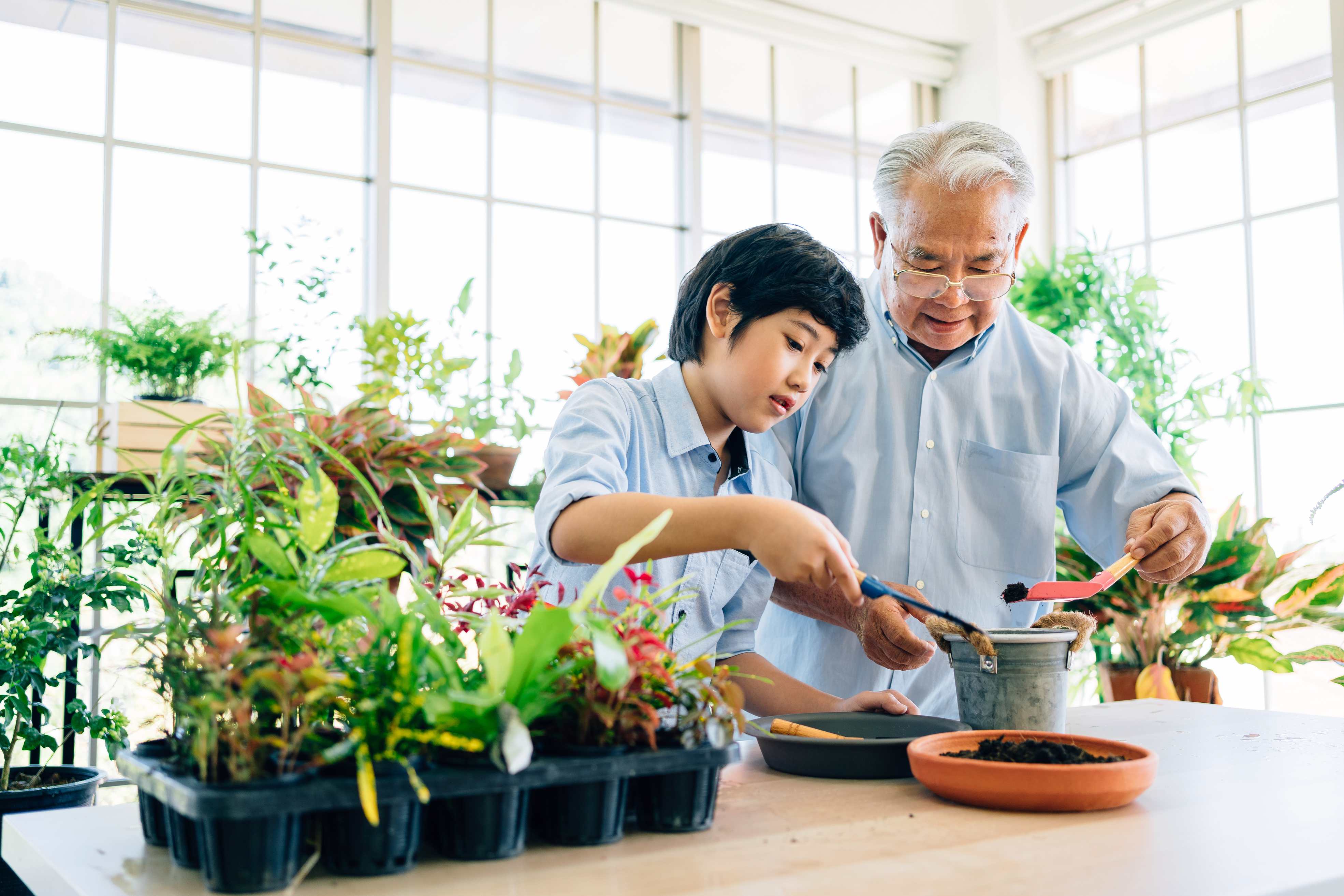 Grandfather and grandson gardening together in bright sunlit greenhouse