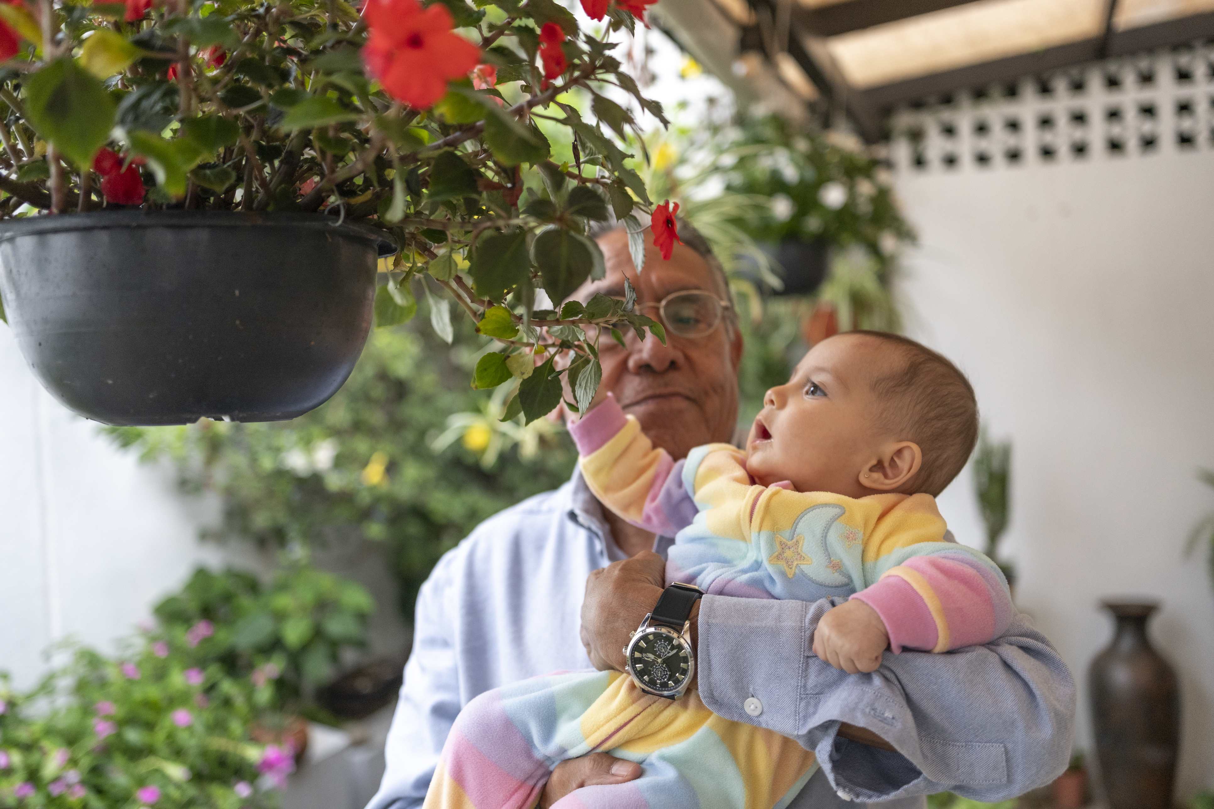 Grandfather holding baby reaching for red flowers in hanging planter