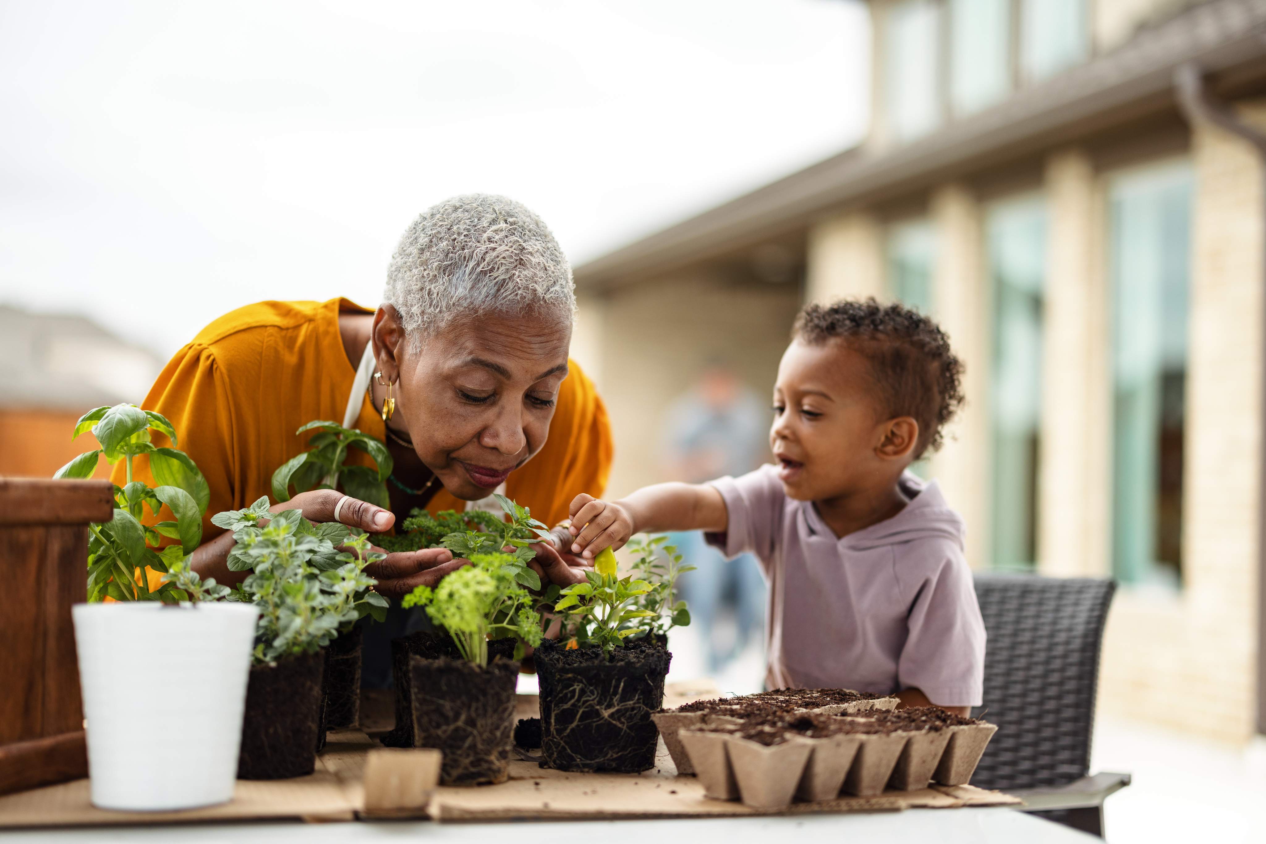 Grandmother and child gardening together planting herbs on outdoor patio