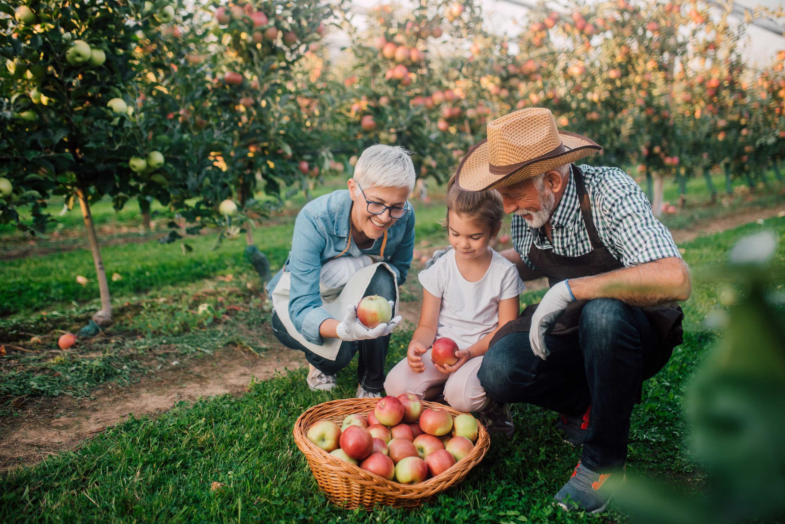 Grandparents and child picking apples together in orchard